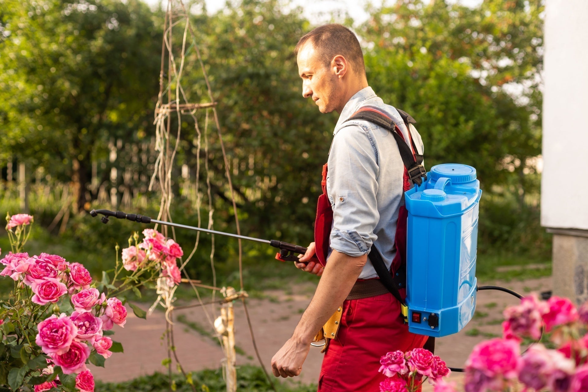 Blue plastic backpack sprayer with black handle for preventing spring plant diseases