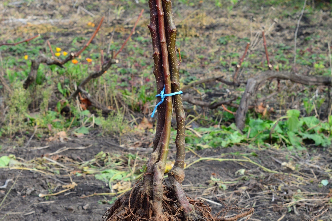 Young bare root grapevine with reddish-brown stems tied by blue plastic in winter