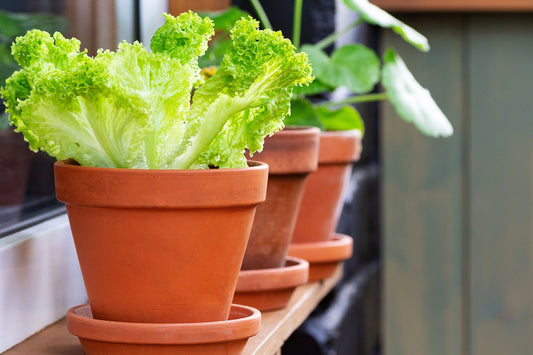 The Beginner’s Path to Container Gardening