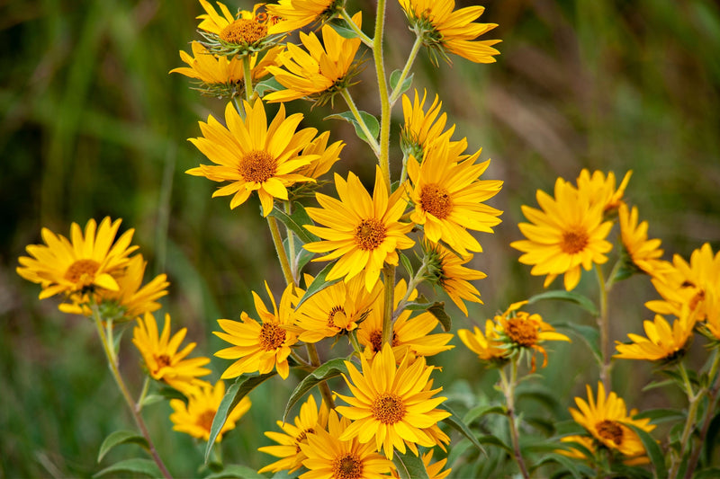 Maximilian Sunflower