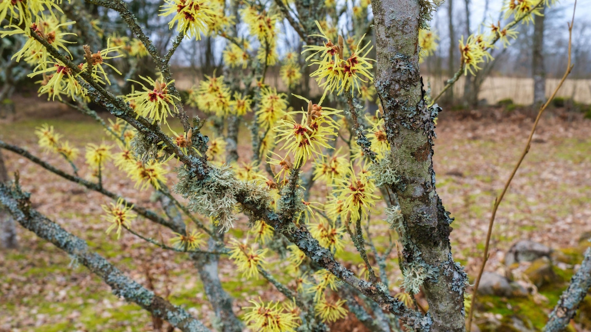 Witch Hazel