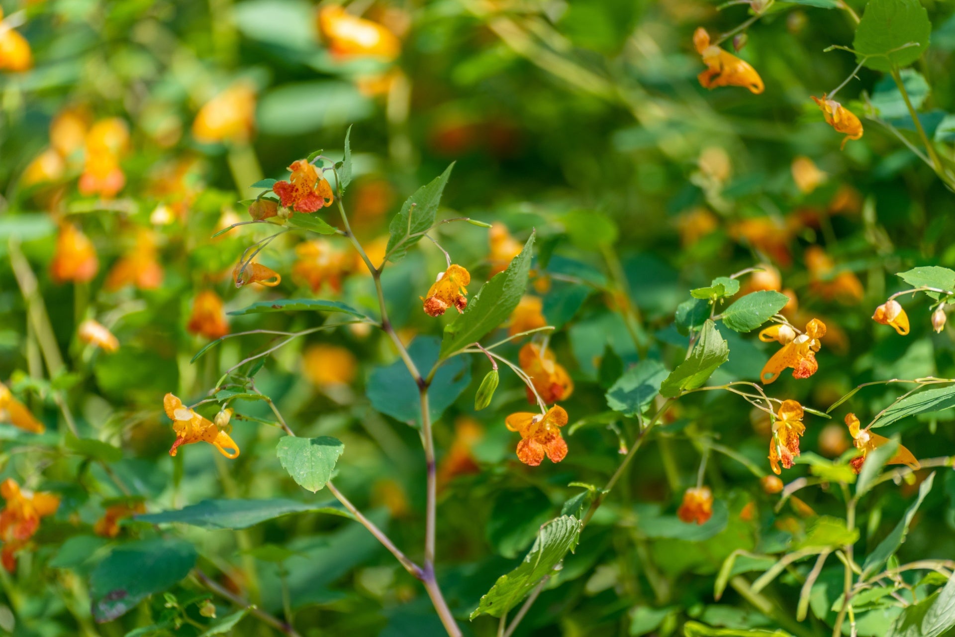 Jewelweed