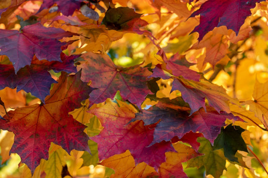 Vibrant autumn maple leaves in crimson, orange, purple for compost gold