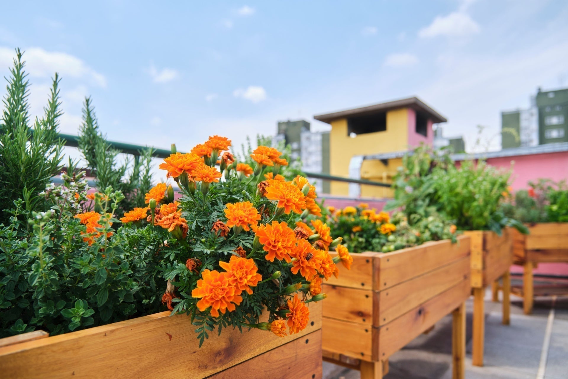 Vibrant orange marigolds blooming in rustic wooden garden planter