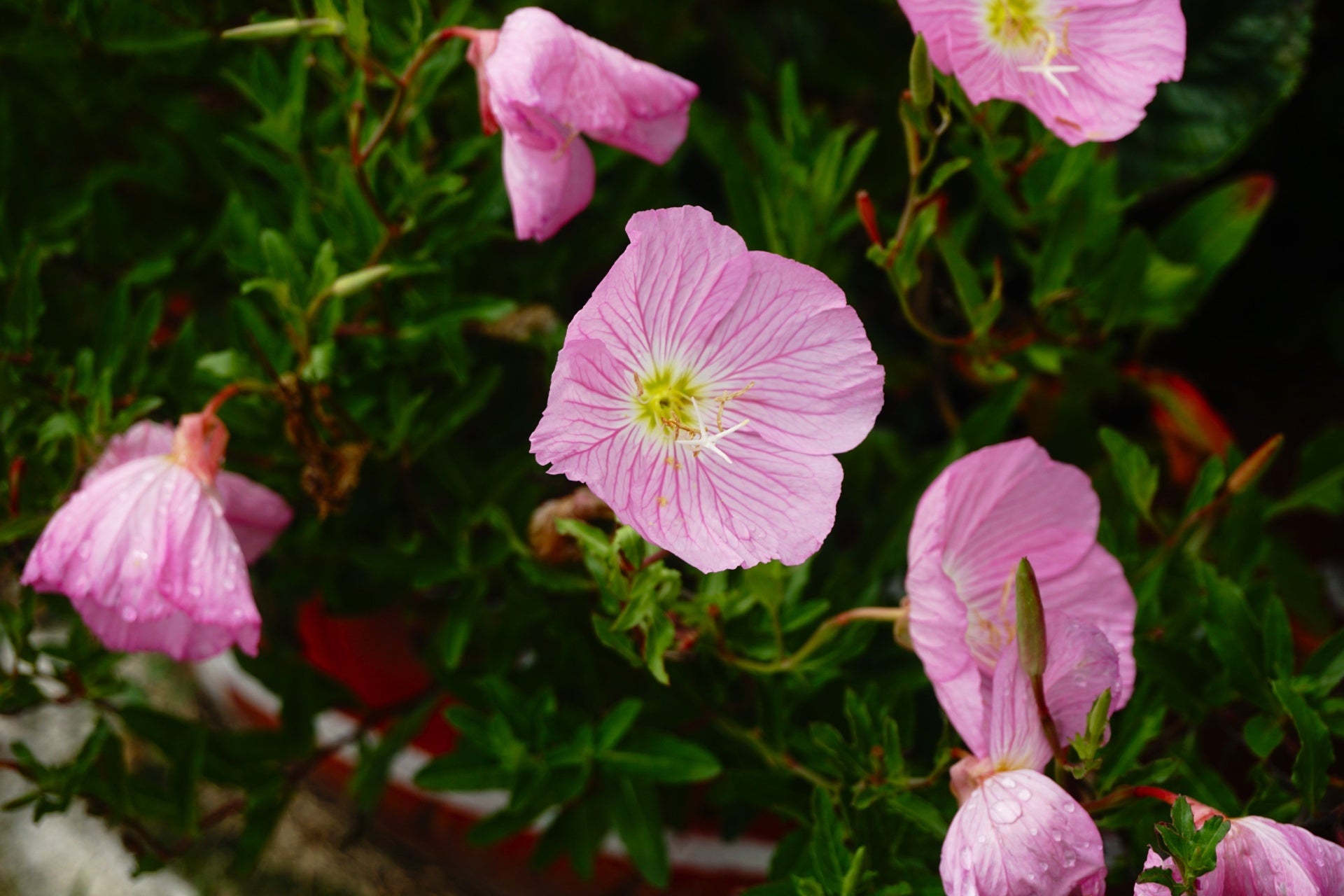 Showy Pink Primrose