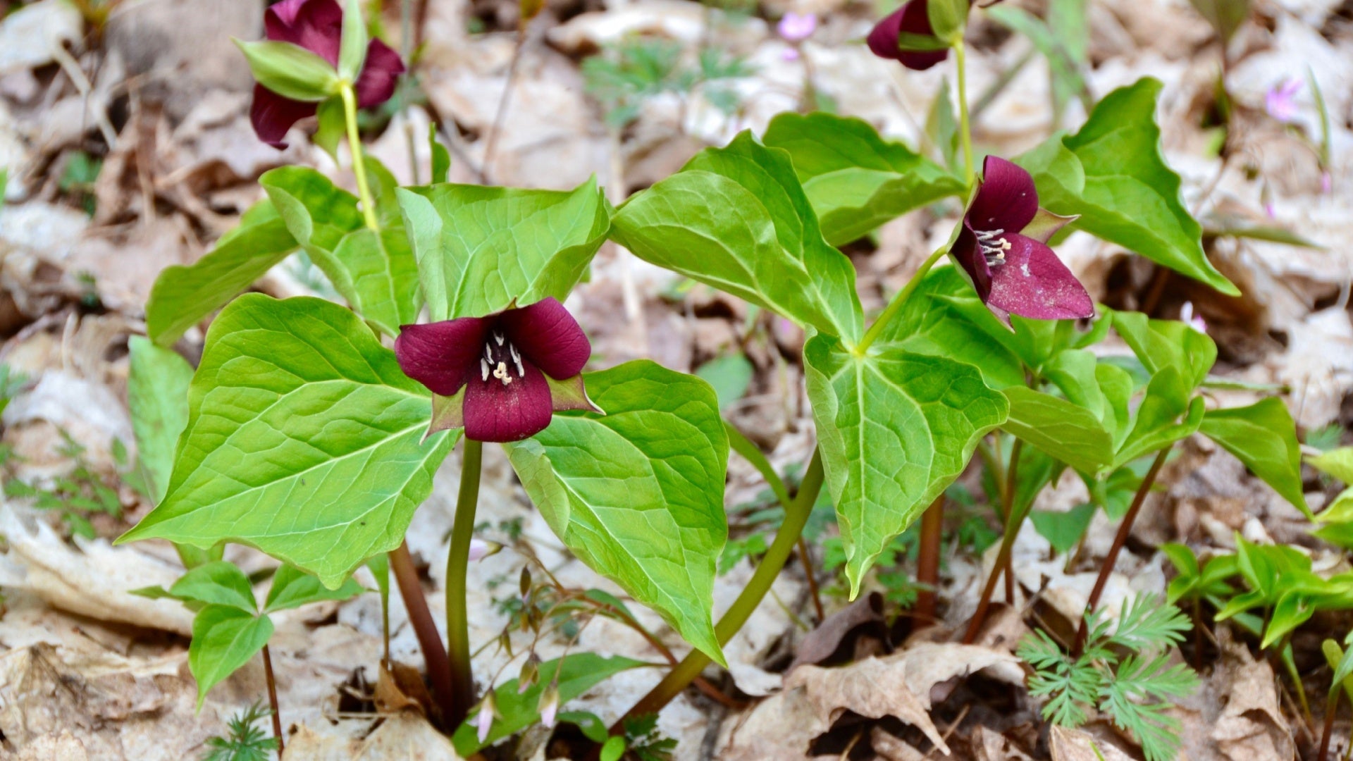 Red Trillium