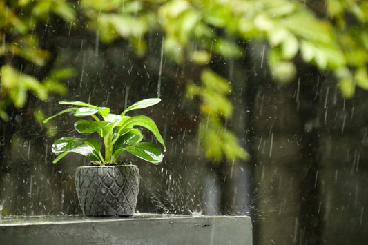 Storm-Proofing Your Garden