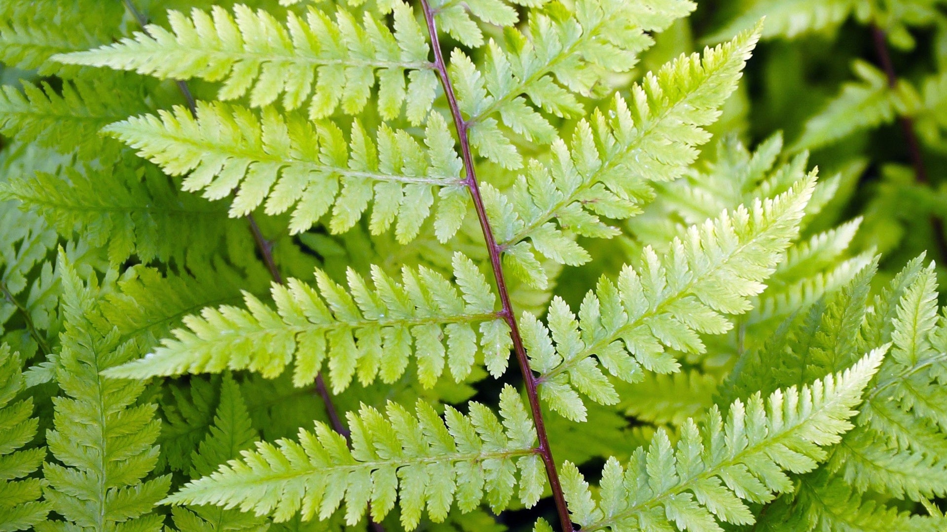 Lady Fern