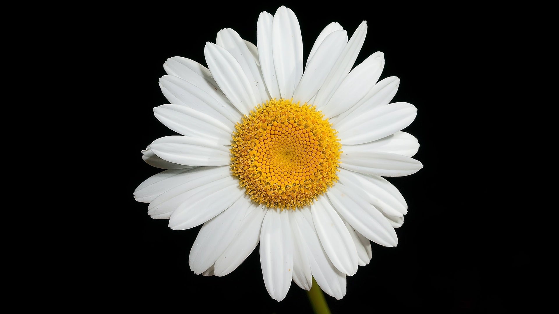 Oxeye Daisy