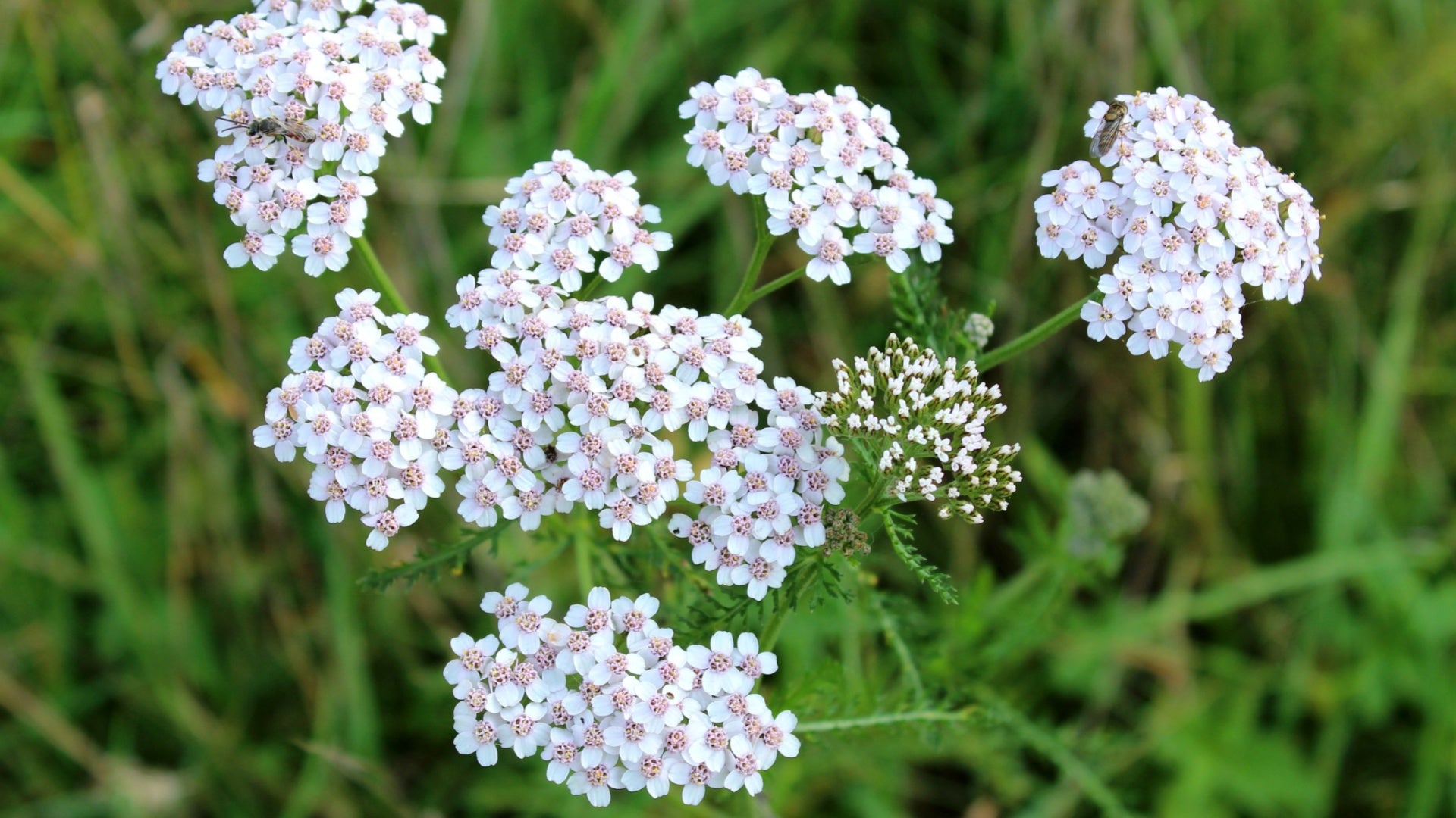 Yarrow