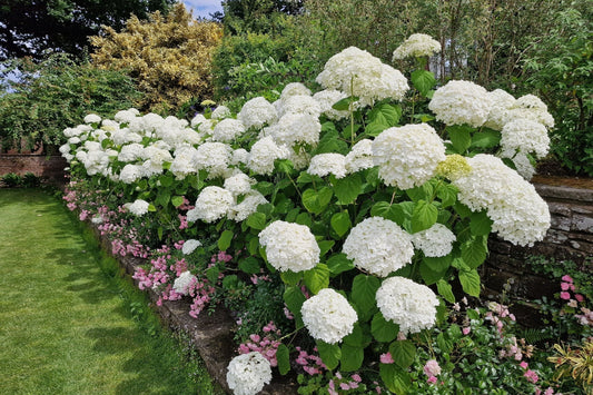 Lush white hydrangea cluster with rounded blooms and green leaves in organic garden