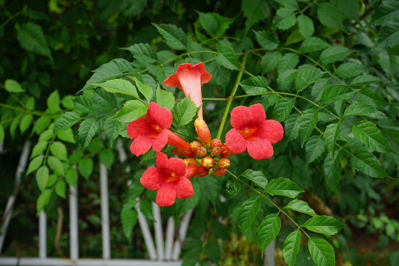 The Timeless Appeal of Trumpet Vines