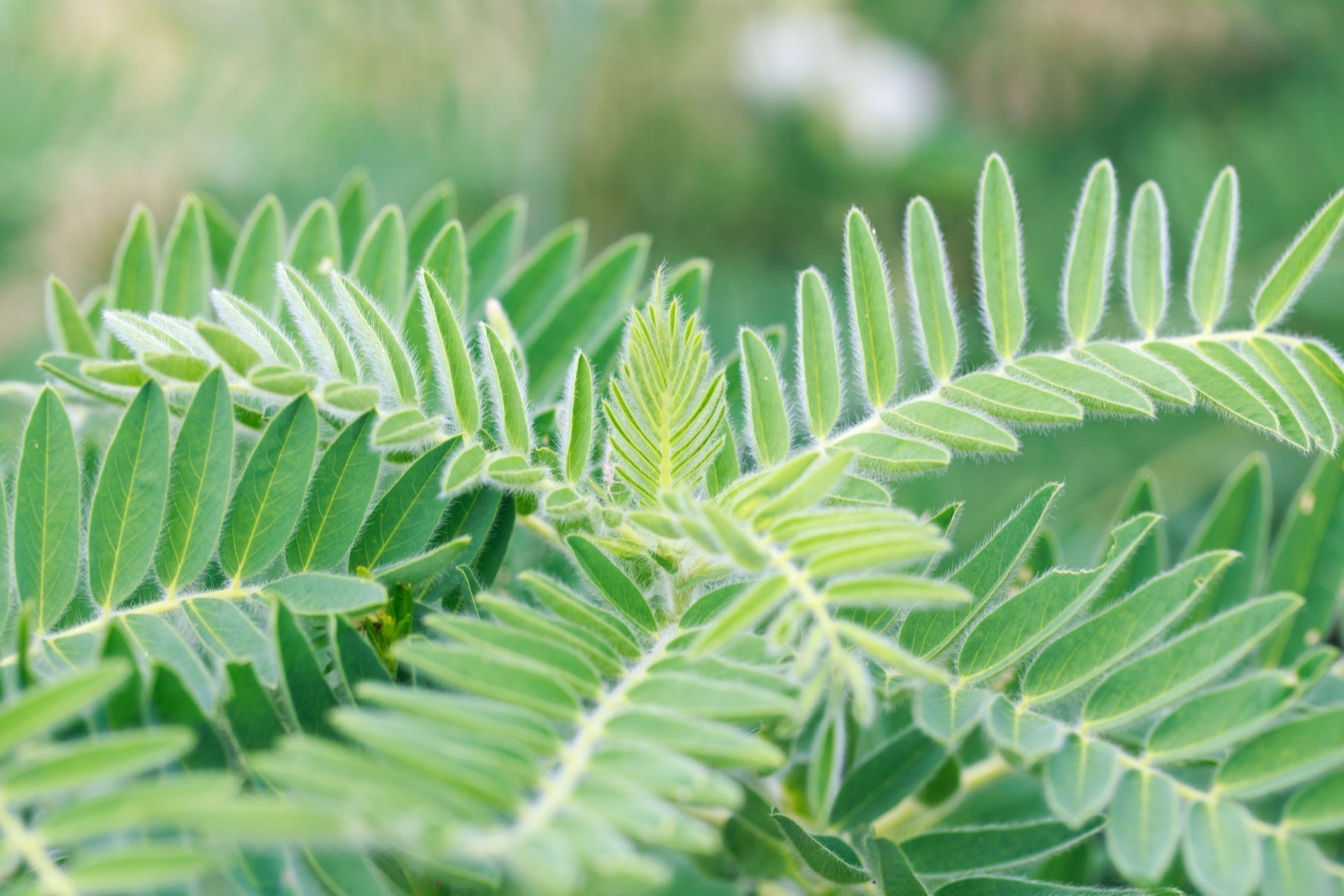 Fresh green compound leaves with hairy edges for perennial gardens