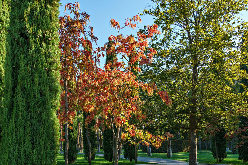 Sourwood Tree