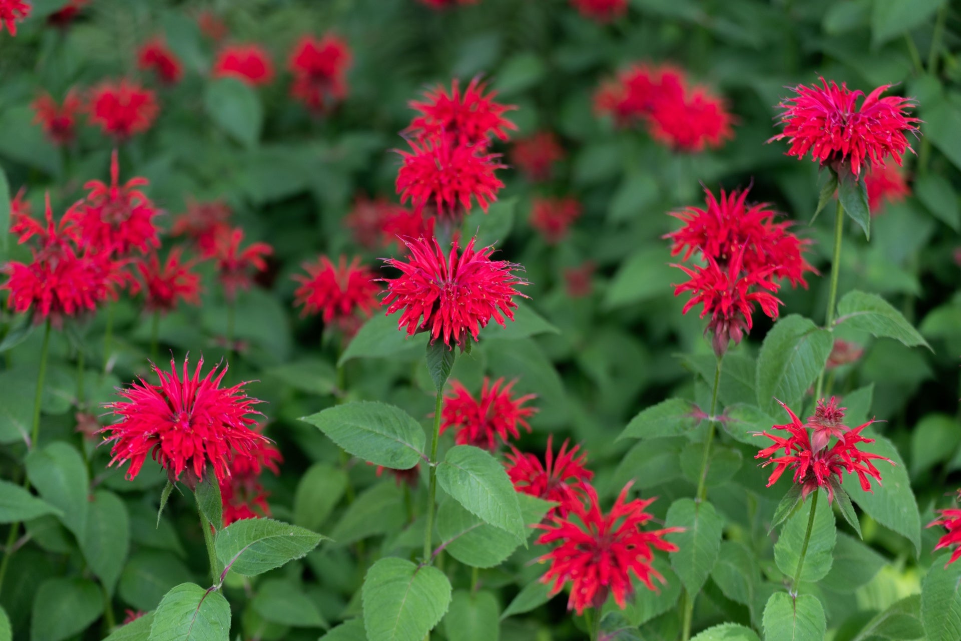 Monarda Bee Balm