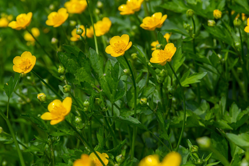 creeping buttercup