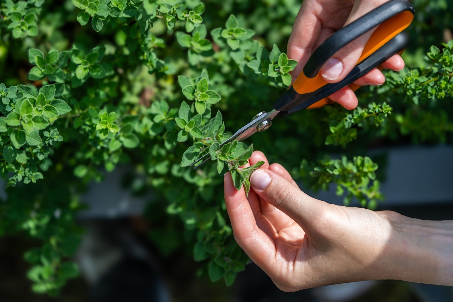 Pruning oregano perennial with black orange-handled shears