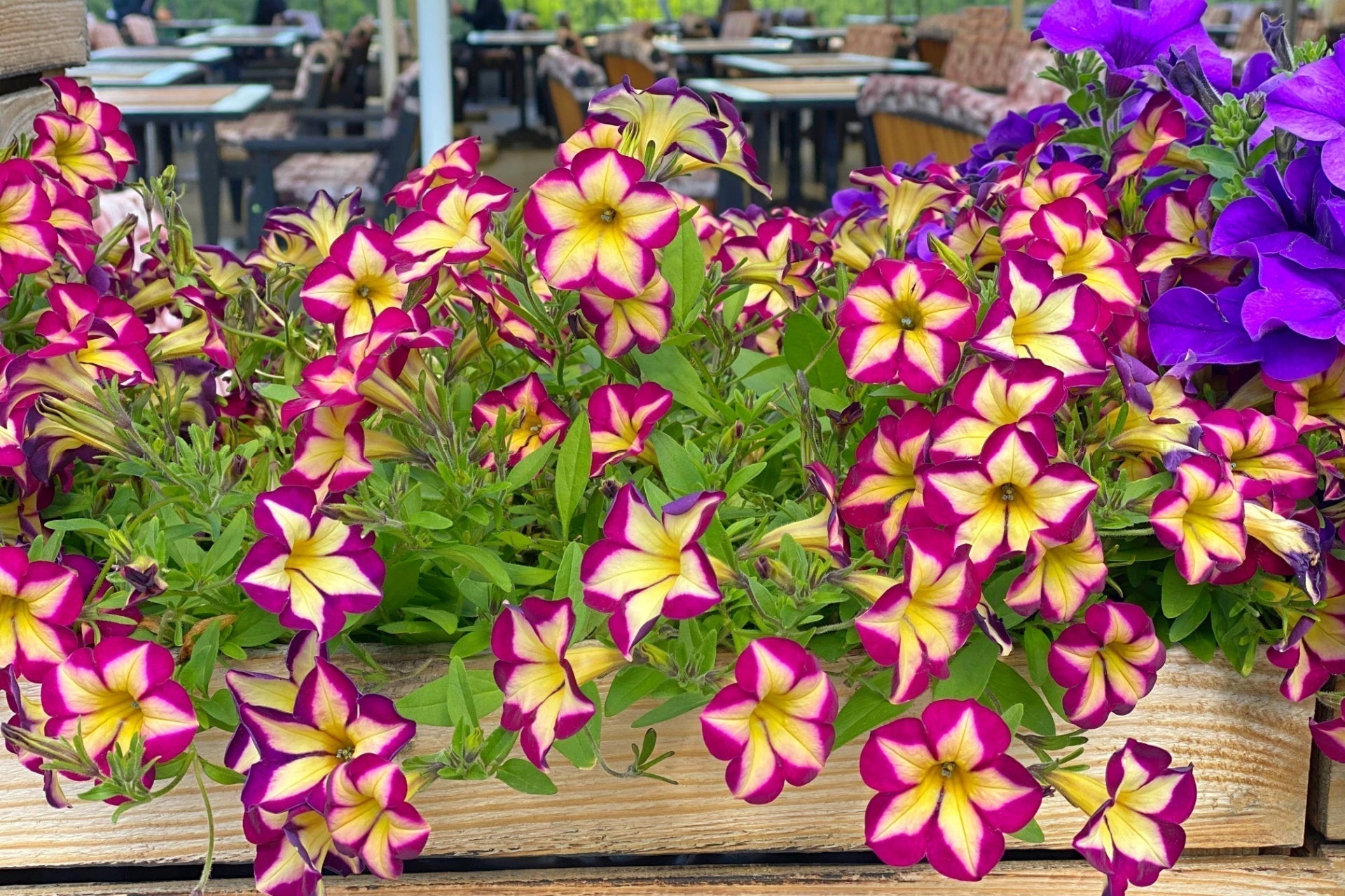 Vibrant wooden planter overflowing with purple and yellow petunias