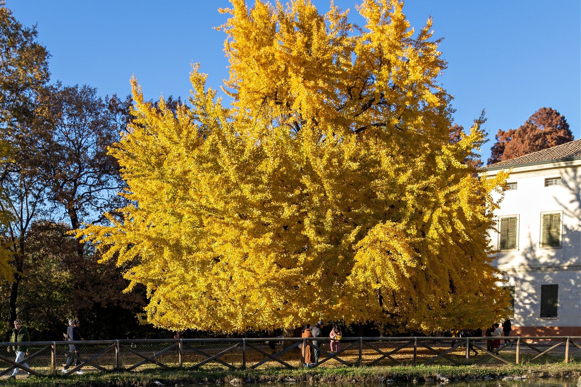 Ginkgo Biloba