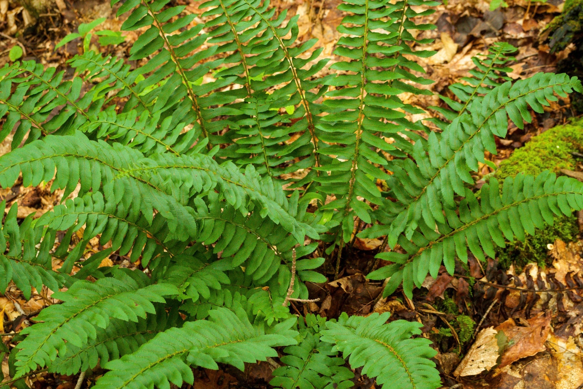 Christmas Fern