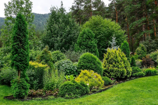 Lush green coniferous shrubs in wildlife-friendly manicured garden bed