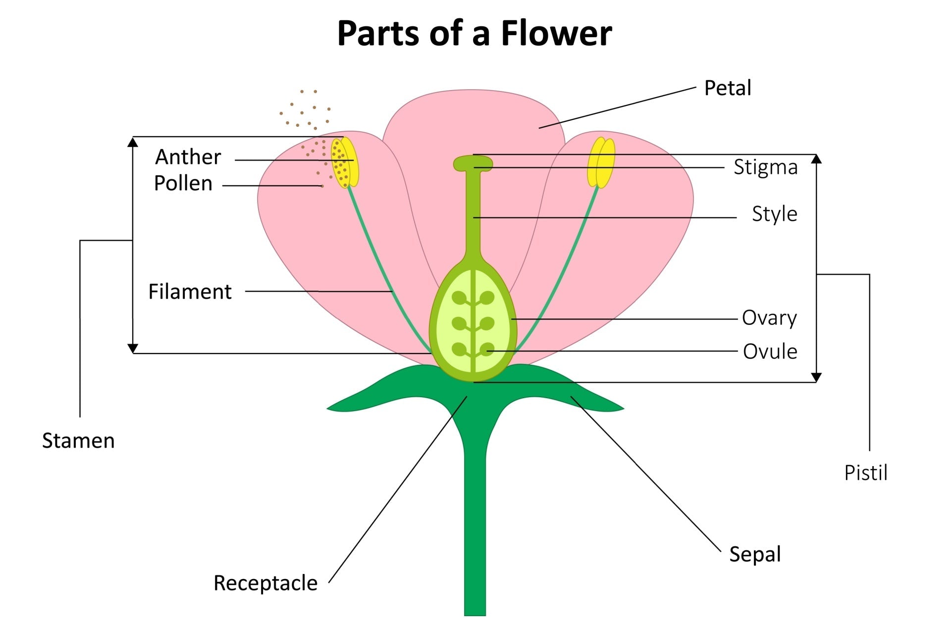 Pink and yellow diagram of flower anatomy parts