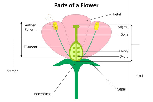 Pink and yellow diagram of flower anatomy parts