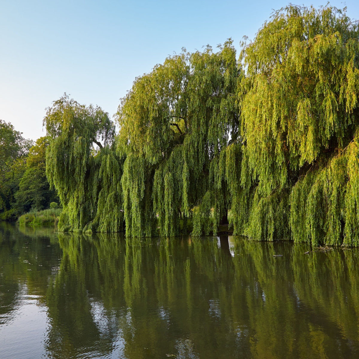 Essential Guide to Willow Trees for Sale: Care Tips – TN Nursery