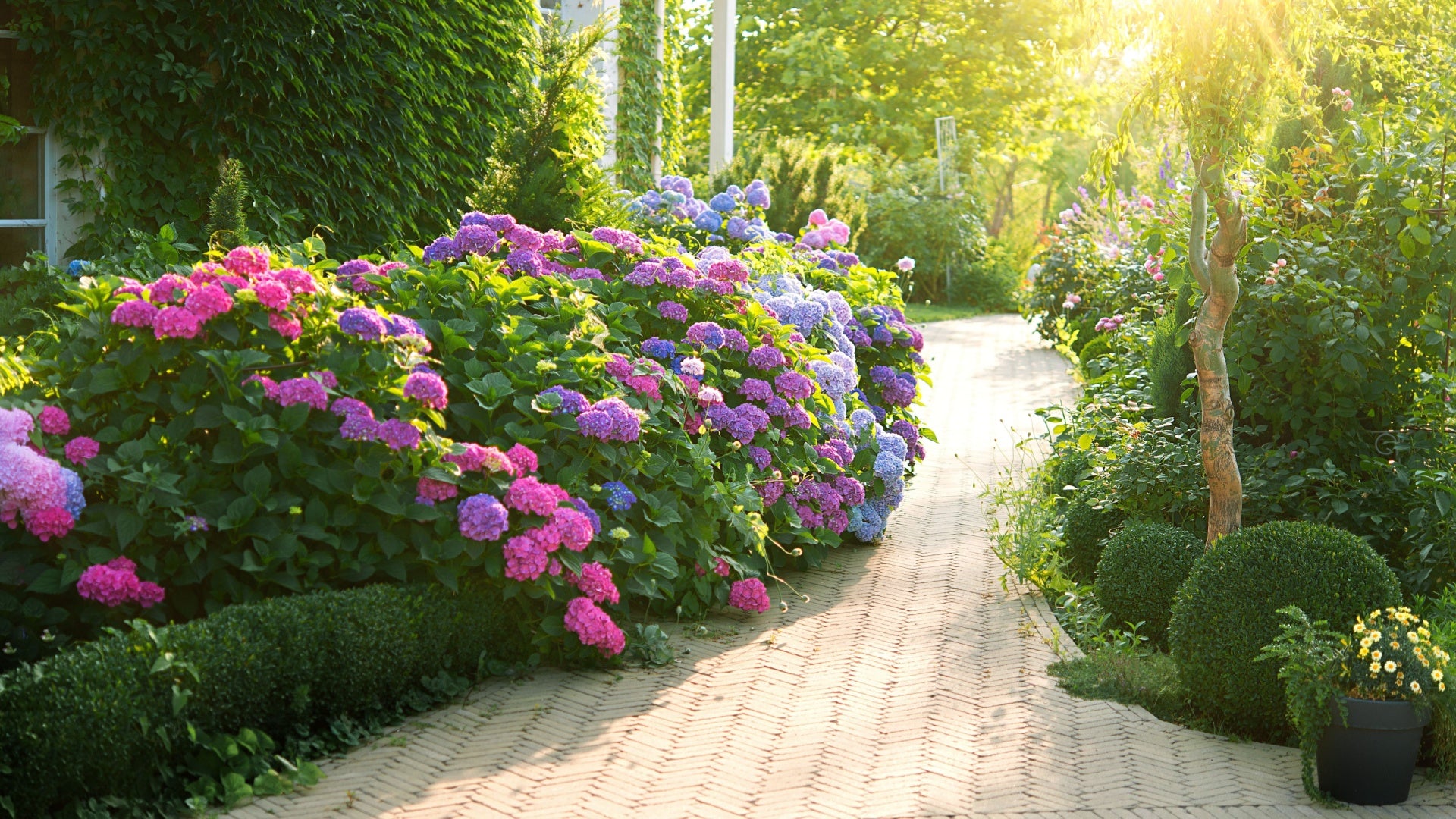 Purple Flower Garden