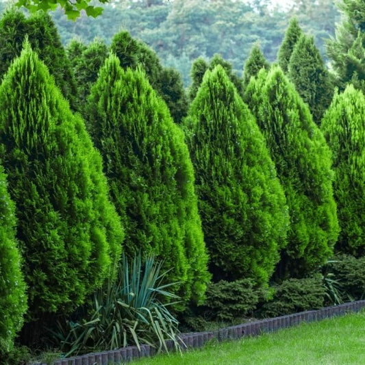 Vibrant green conical evergreen shrubs, affordable under $10 for budget gardens