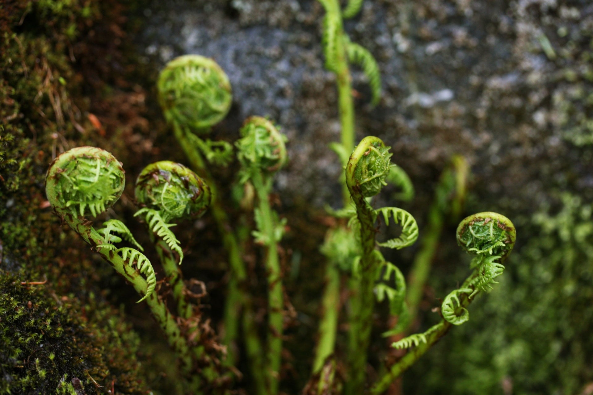 Fiddlehead Fern