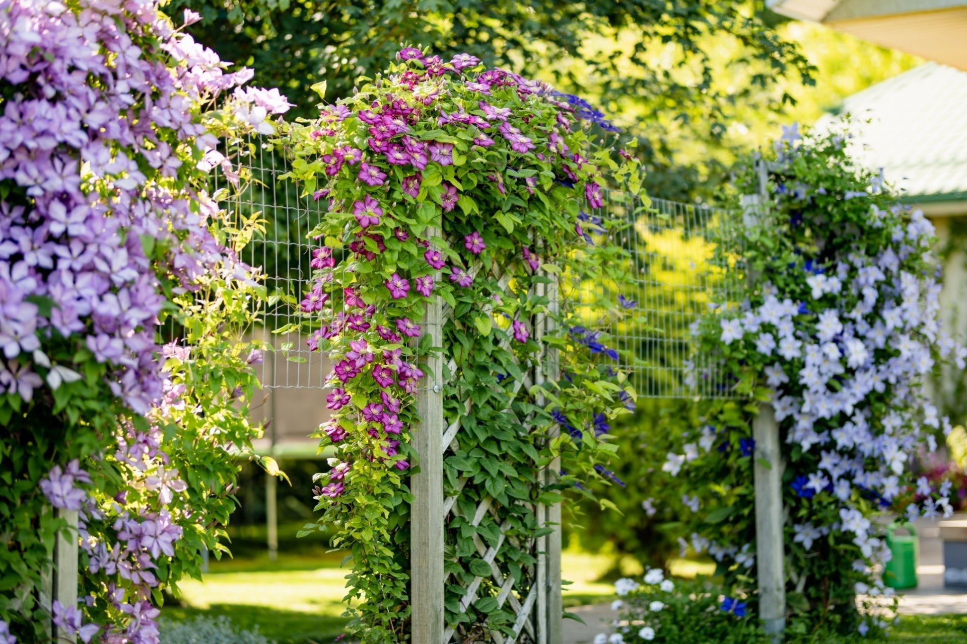 Lush purple lavender clematis archway on trellis balances garden aesthetics ecology