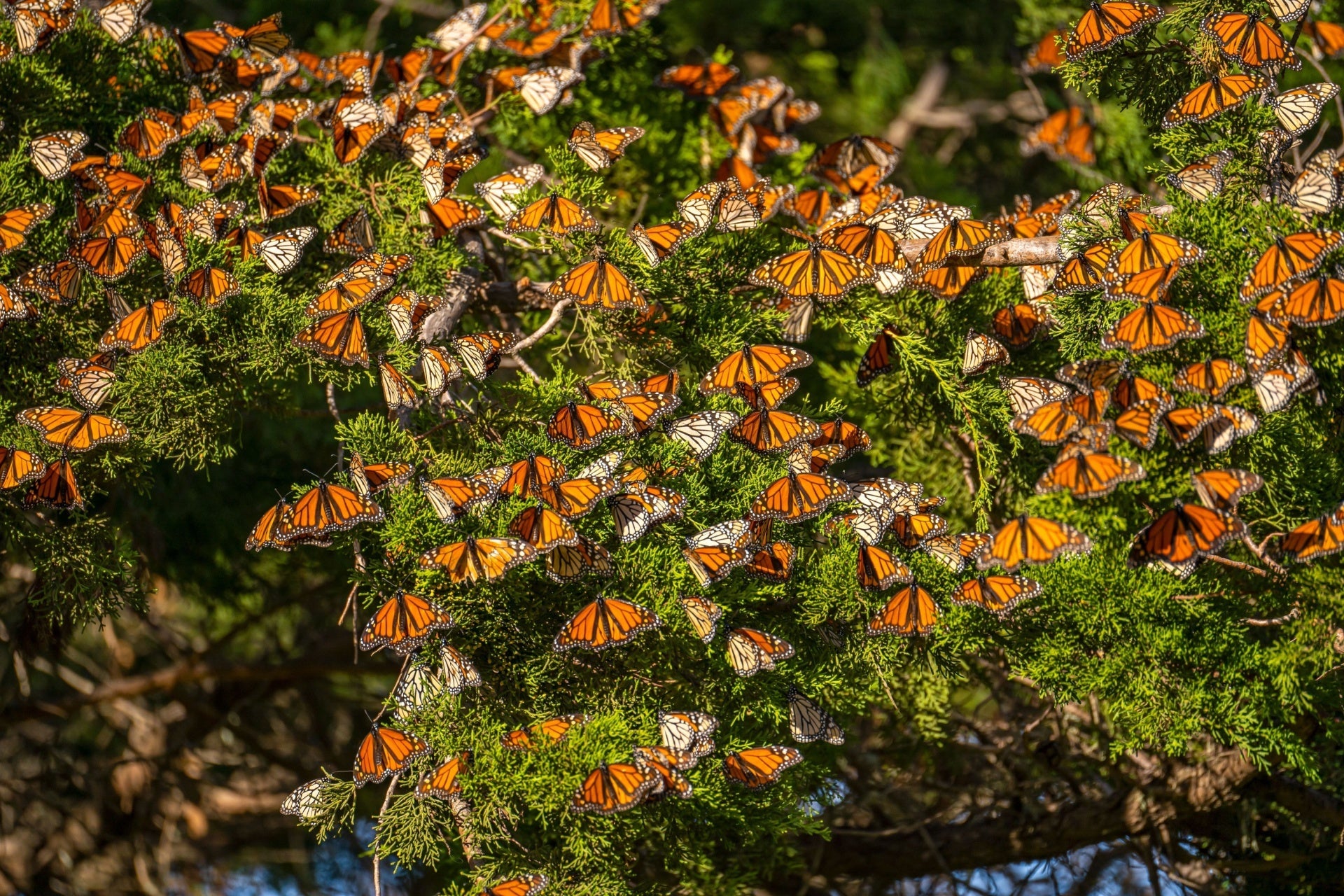 monarchs