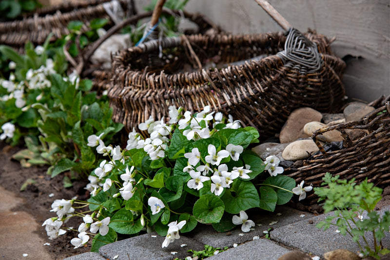 The Benefits Of Perennial Gardening