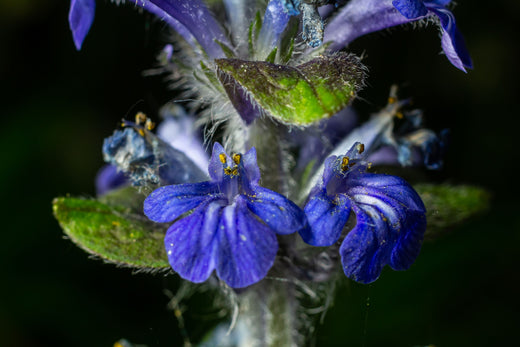 Ajuga