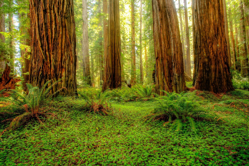 Redwood Tree