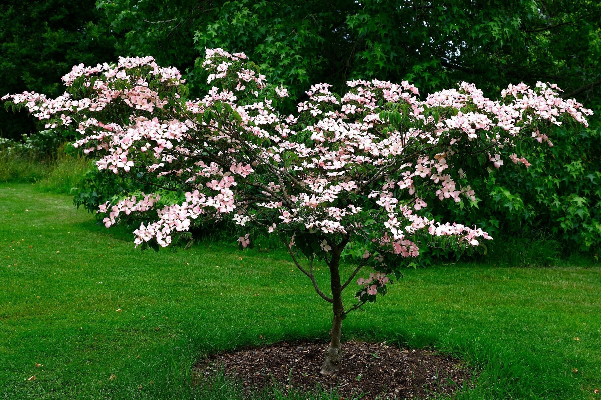 Blooming pink dogwood tree with dark green leaves in grassy yard