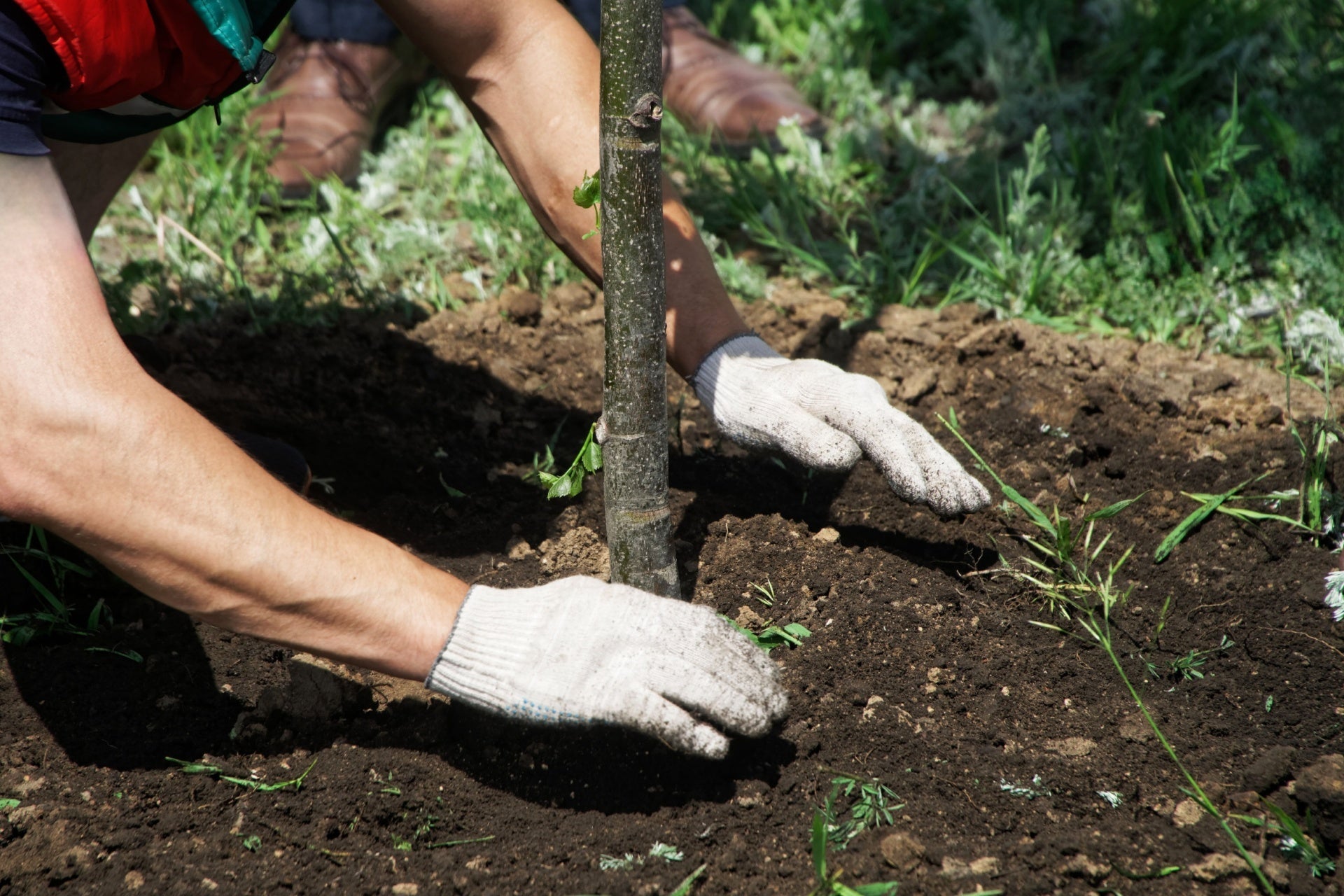 White knitted gardening gloves planting young tree for home garden