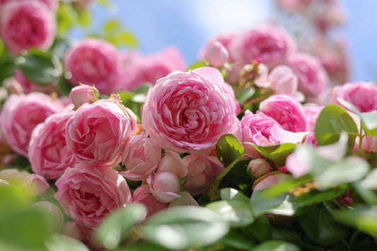 Soft pink roses with layered petals and lush leaves for fragrance gardens