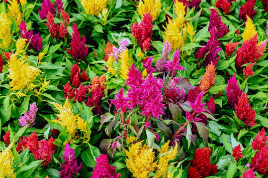 Vibrant celosia perennial flowers in magenta, crimson, yellow, orange amid green foliage