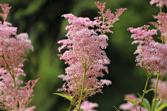 Pink feathery flower clusters on slender green stems in garden