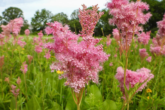 Pink flowering native plant with feathery blossoms in care guide