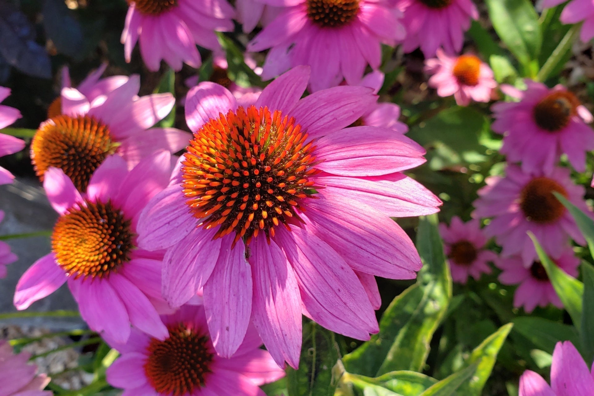 Vibrant pink coneflower in formal flower garden design
