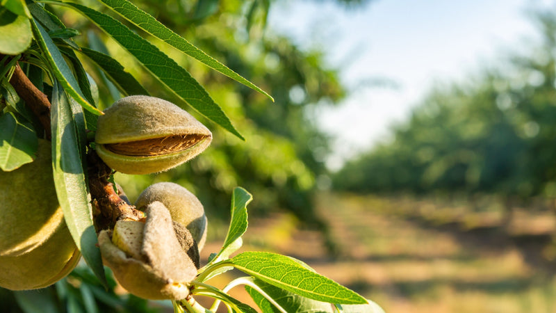 Almond Tree