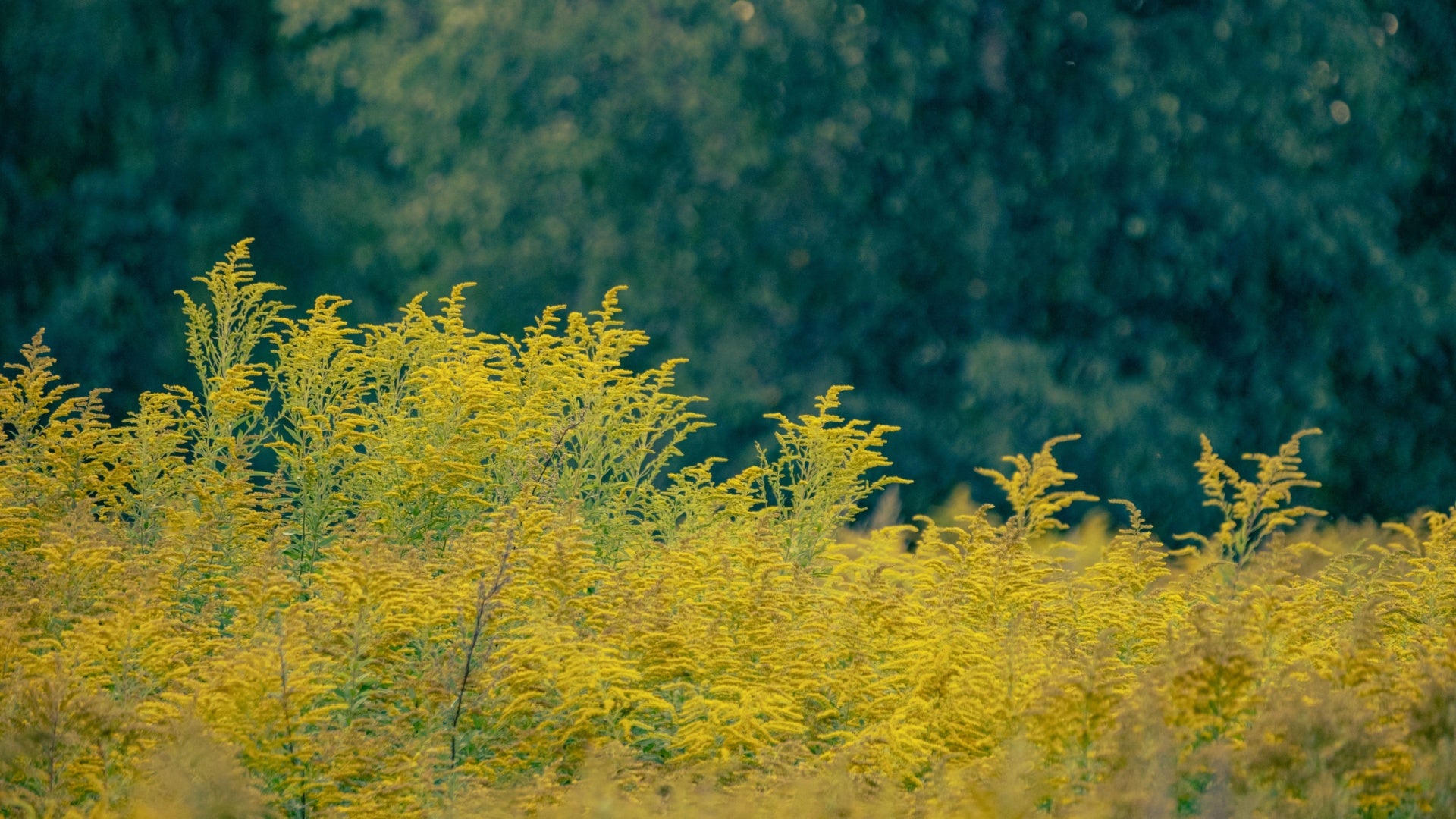 Exploring Goldenrod