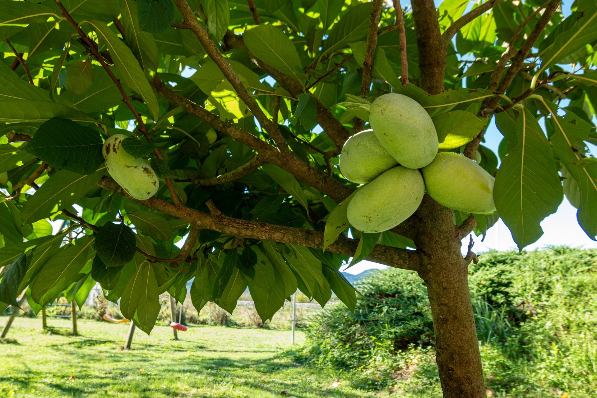 Pawpaw Tree