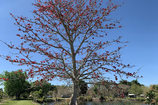 Tall tree with light gray trunk, red blossoms, and sprawling branches in winter leaf drop