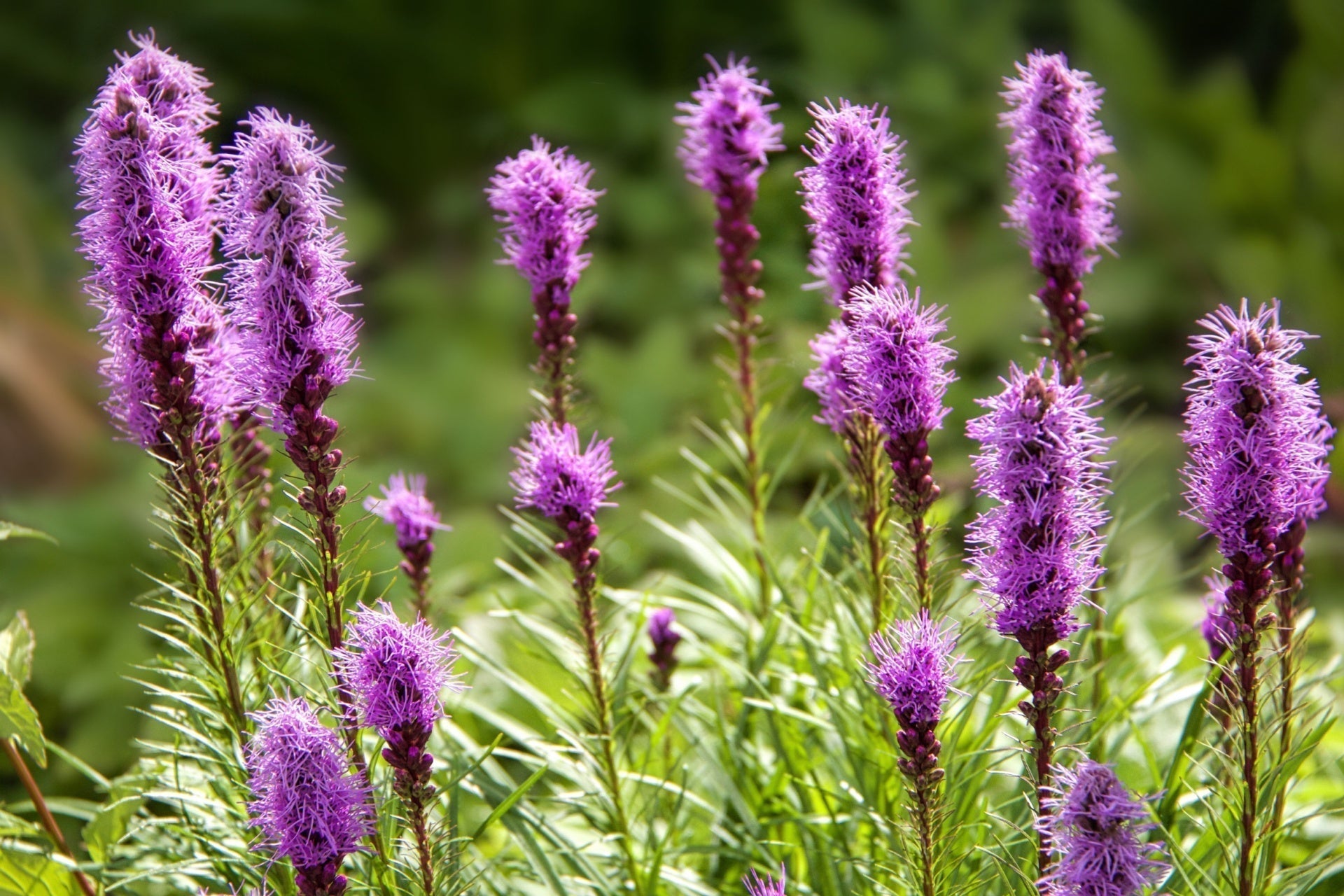 Blazing star purple feather-like flower spikes on green stems in garden