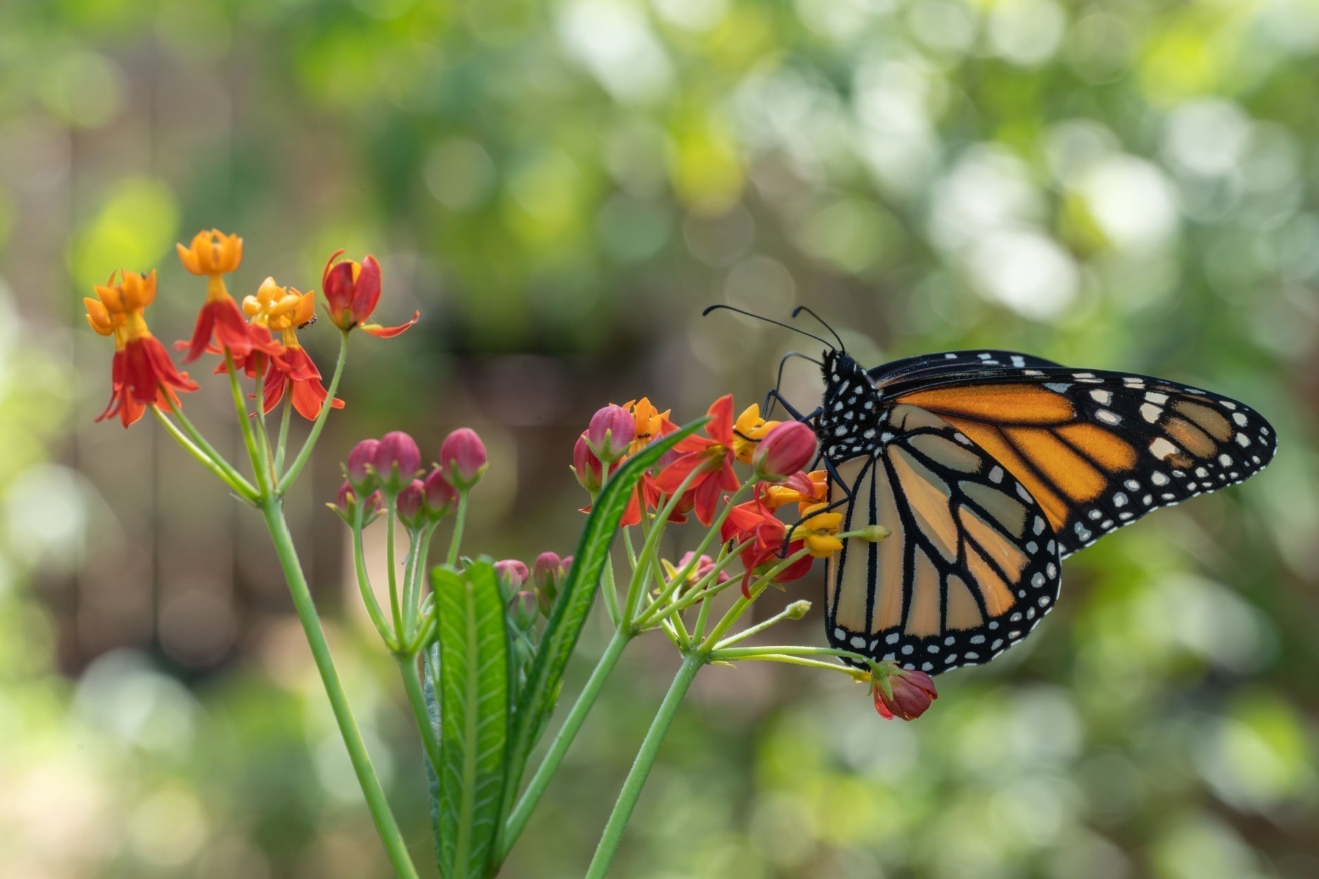 Monarch butterfly on milkweed flowers to attract butterflies