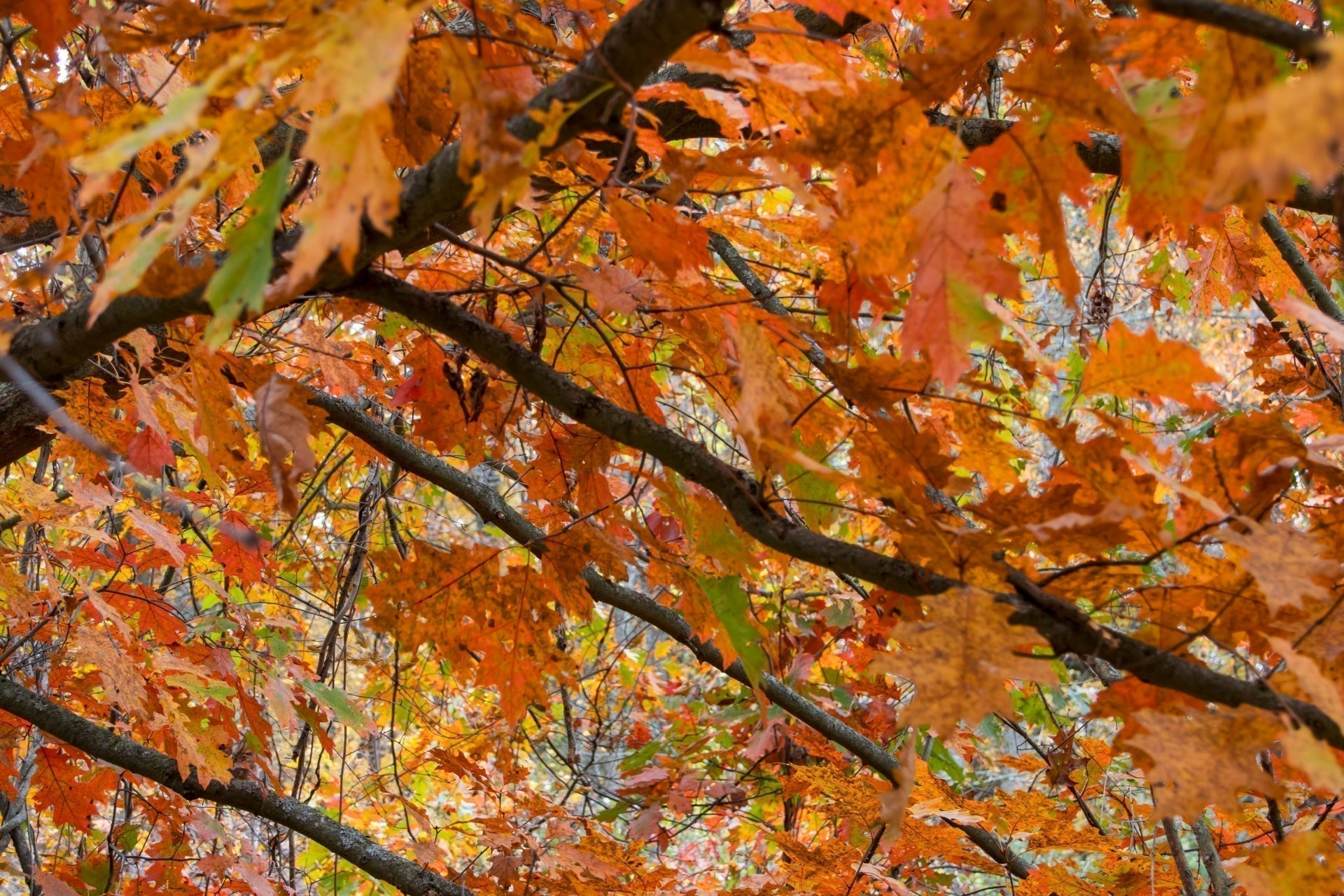 Vibrant orange, red, yellow pin oak autumn leaves on dark branches